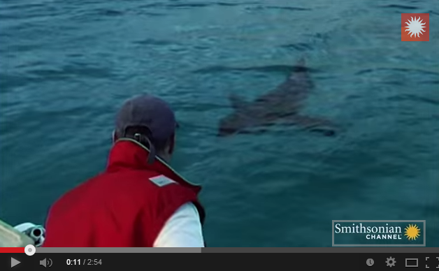 three metre shark eaten by super predator.png